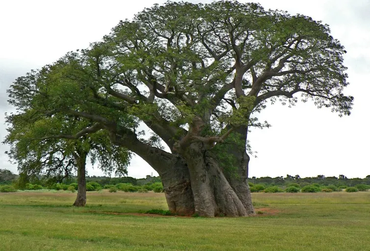 African Baobab